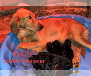 Mother of the Golden Labrador puppies born on 09/01/2022