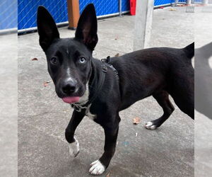 Border Collie-Siberian Husky Mix Dogs for adoption in Alameda, CA, USA