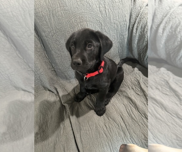 Medium Photo #2 Labrador Retriever Puppy For Sale in VINE GROVE, KY, USA