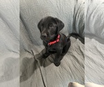 Small #1 Labrador Retriever