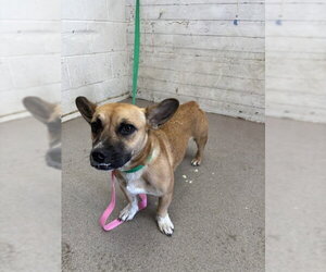 Cardigan Welsh Corgi-Unknown Mix Dogs for adoption in San Bernardino, CA, USA