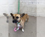 Small Cardigan Welsh Corgi Mix