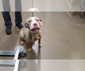 American Pit Bull Terrier Dogs for adoption in Aurora, IL, USA