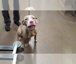 Small American Pit Bull Terrier