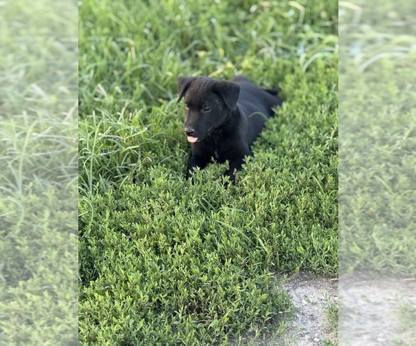 Medium Photo #6 Australian Cattle Dog-Labrador Retriever Mix Puppy For Sale in CENTRALIA, IL, USA