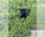 Small #5 Australian Cattle Dog-Labrador Retriever Mix