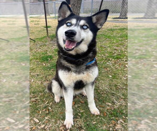 Medium Photo #2 Siberian Husky Puppy For Sale in Texas City, TX, USA