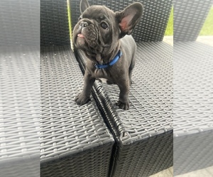 French Bulldog Puppy for sale in HOLLYWOOD, FL, USA