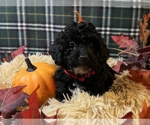 Poodle (Miniature) Puppy for sale in DUNDEE, OH, USA