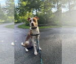 Small #1 American Pit Bull Terrier Mix