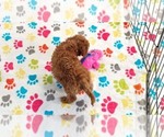 Small #17 Cavapoo (Miniature)-Poodle (Toy) Mix