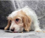 Small #1 Cavalier King Charles Spaniel