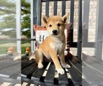 Small #2 Shiba Inu