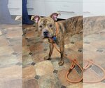 Small Photo #7 American Staffordshire Terrier-Boxer Mix Puppy For Sale in Minneapolis, MN, USA