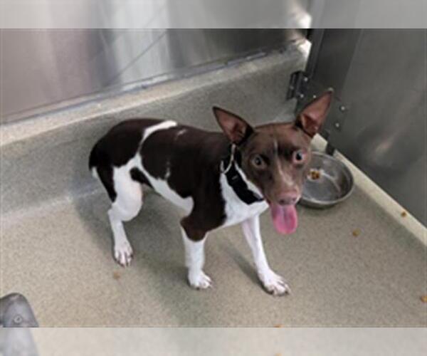 Medium Photo #1 Rat Terrier Puppy For Sale in San Martin, CA, USA