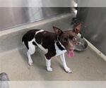 Small Rat Terrier