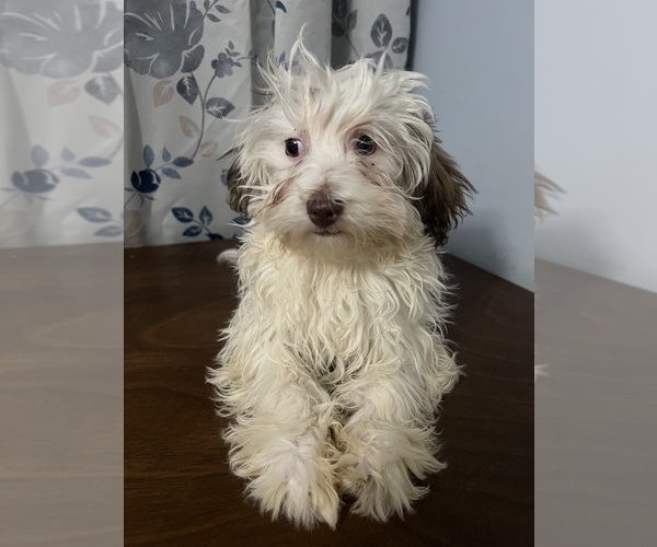 Medium Photo #1 Havanese Puppy For Sale in DURHAM, CT, USA