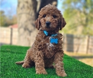 Goldendoodle Puppy for sale in INDIANAPOLIS, IN, USA