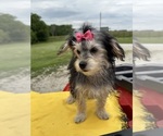 Small #8 Morkie