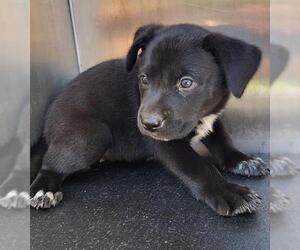 Mutt Dogs for adoption in San Antonio, TX, USA
