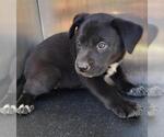 Small Mutt