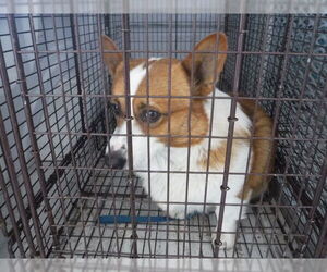 Pembroke Welsh Corgi-Unknown Mix Dogs for adoption in Oroville, CA, USA