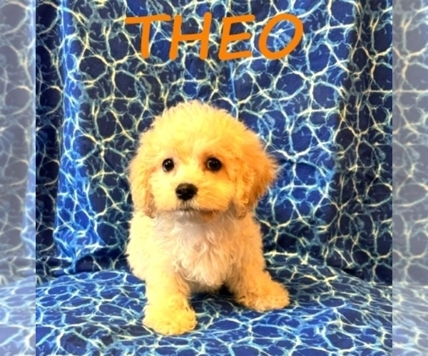 Medium Photo #3 Cock-A-Poo Puppy For Sale in HARTLAND, MN, USA