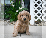 Small Photo #1 Goldendoodle Puppy For Sale in ITASCA, TX, USA