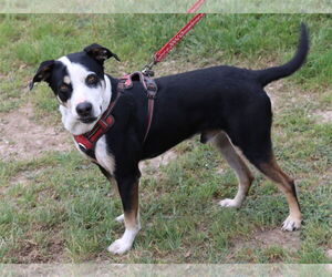 Max - Male Mutt Dog for Adoption - Photo #2