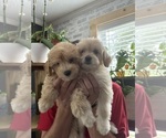 Small Aussiedoodle Miniature -Maltipoo Mix