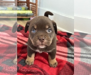 Medium Pug-Siberian Husky Mix