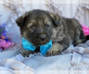German Shepherd Dog-Norwegian Elkhound Mix Puppy for sale in LANCASTER, PA, USA