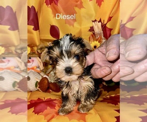 Yorkshire Terrier Puppy for sale in LOVELY, KY, USA