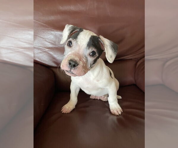 Medium Photo #4 Mutt Puppy For Sale in New York, NY, USA