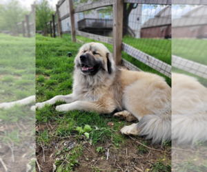 Great Pyrenees-Unknown Mix Dogs for adoption in Aurora, IN, USA