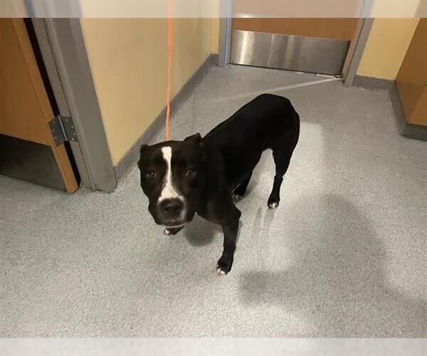 Medium Photo #1 Mutt Puppy For Sale in Orange, CA, USA