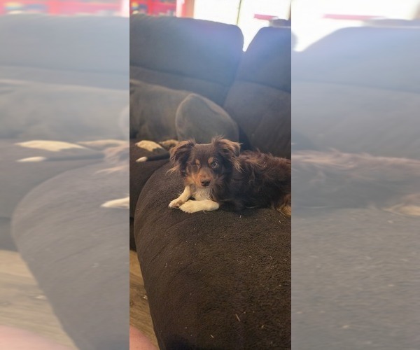 Medium Photo #1 Miniature Australian Shepherd Puppy For Sale in SHALLOWATER, TX, USA