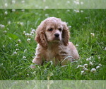 Image preview for Ad Listing. Nickname: Benjamin