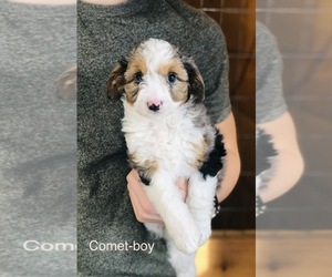 Miniature Australian Shepherd-Poodle (Toy) Mix Puppy for sale in HAMILTON, MI, USA