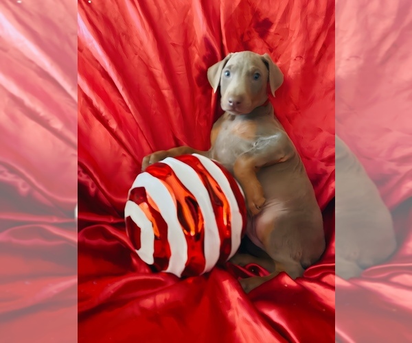 Medium Photo #3 Doberman Pinscher Puppy For Sale in YUCCA VALLEY, CA, USA
