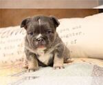 Small #15 French Bulldog