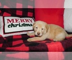 Small Photo #1 Labrador Retriever Puppy For Sale in NEENAH, WI, USA
