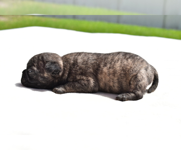 Medium Photo #4 Pug Puppy For Sale in PALM COAST, FL, USA