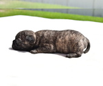 Small #3 Pug