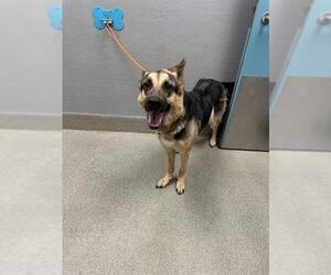 German Shepherd Dog-Unknown Mix Dogs for adoption in Las Vegas, NV, USA