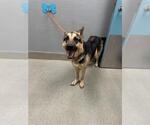 *PETUNIA - Female German Shepherd Dog-Unknown Mix Dog for Adoption - Small photo