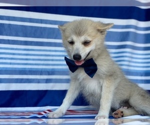 Pomsky Puppy for sale in LANCASTER, PA, USA