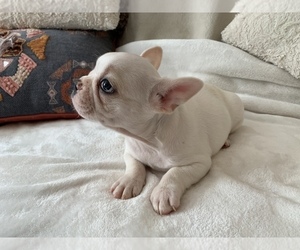 French Bulldog Puppy for sale in JOHNS ISLAND, SC, USA