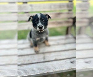 Australian Cattle Dog Puppy for Sale in WACO, Texas USA