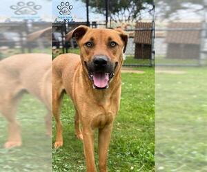 Black Mouth Cur-Unknown Mix Dogs for adoption in Sugar Land, TX, USA
